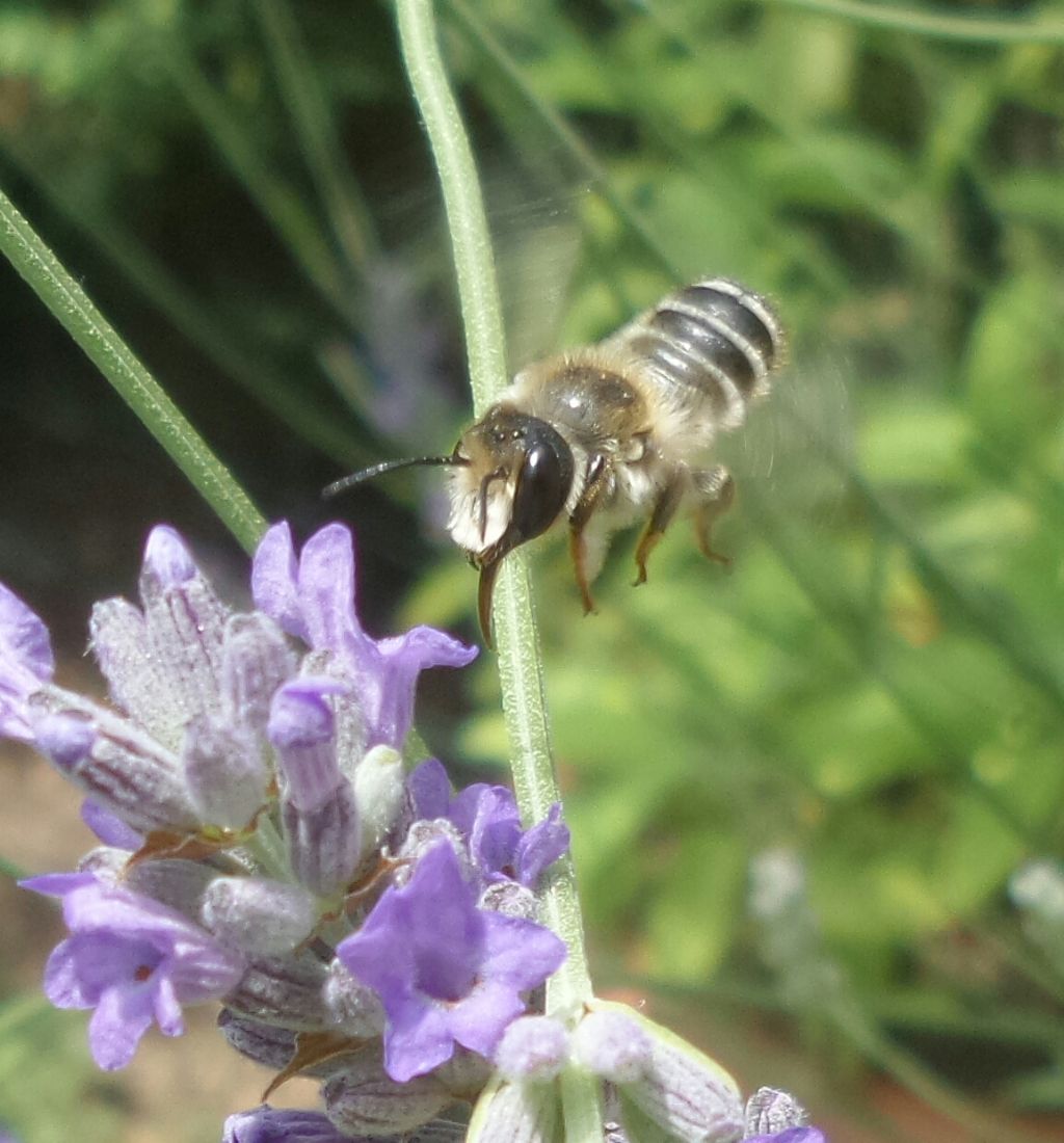 Apidae Megachilinae:  Megachile sp.