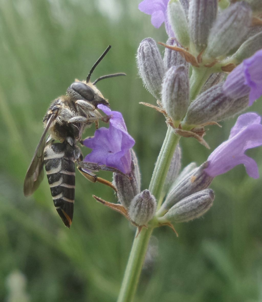 Simile alla vespa.   No, Apidae Megachilinae:  cfr. Coelioxys sp.