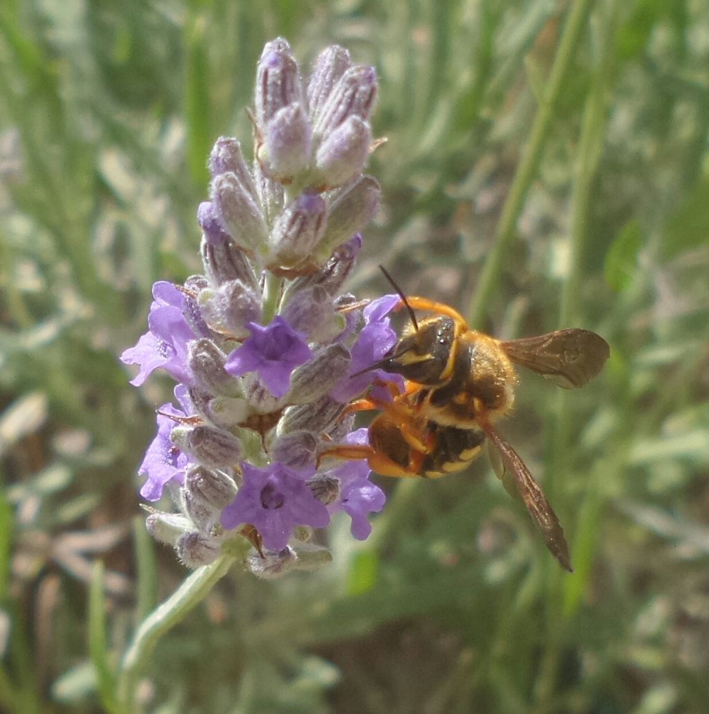 Che Imenottero ??  Apidae Megachilinae:  cfr. Anthidium sp.