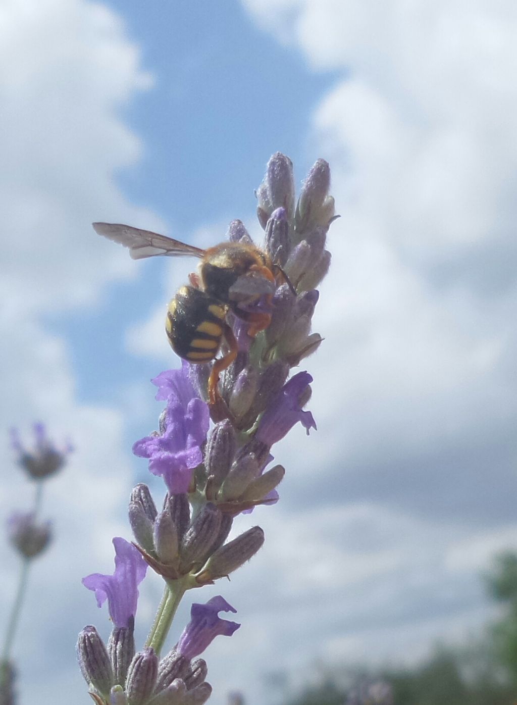 Che Imenottero ??  Apidae Megachilinae:  cfr. Anthidium sp.