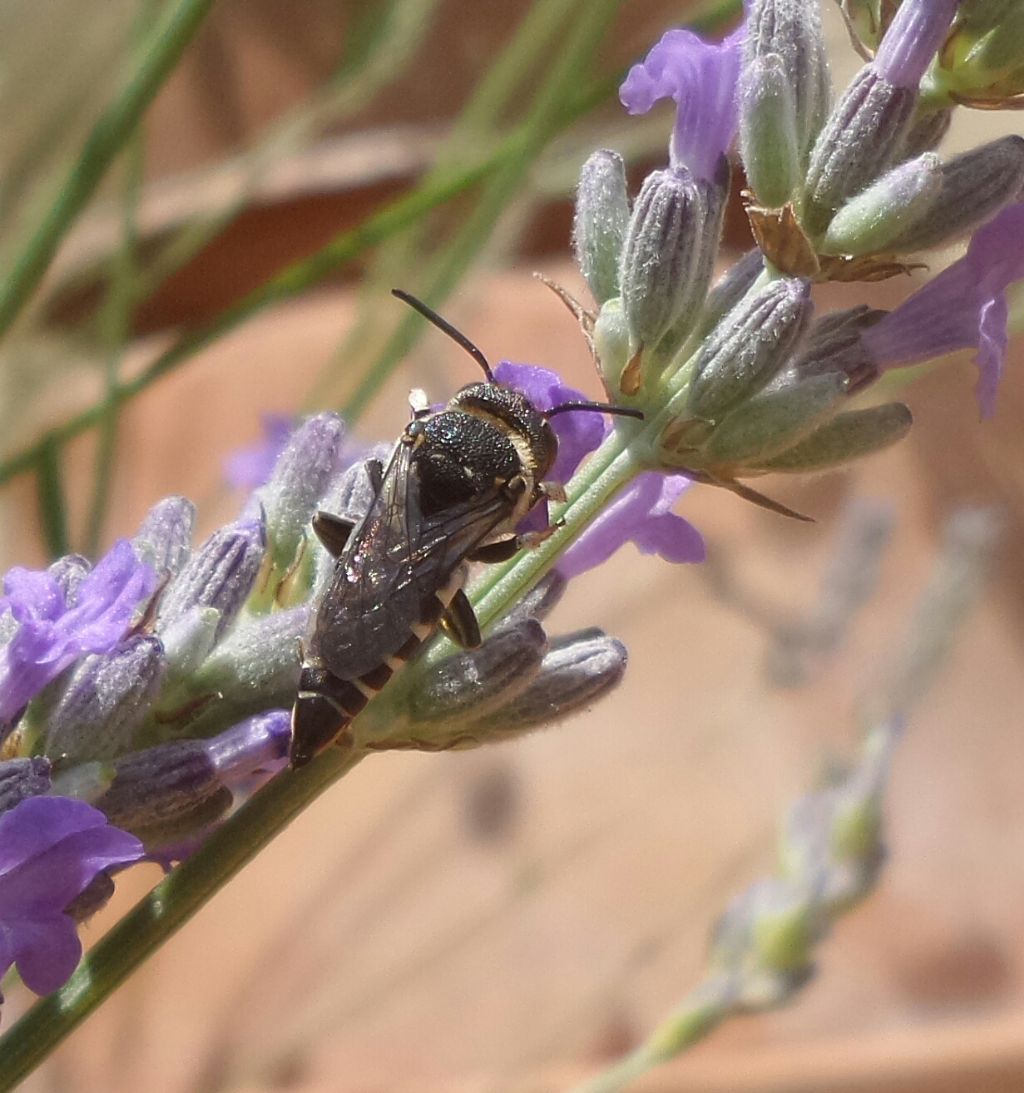 Simile alla vespa.   No, Apidae Megachilinae:  cfr. Coelioxys sp.