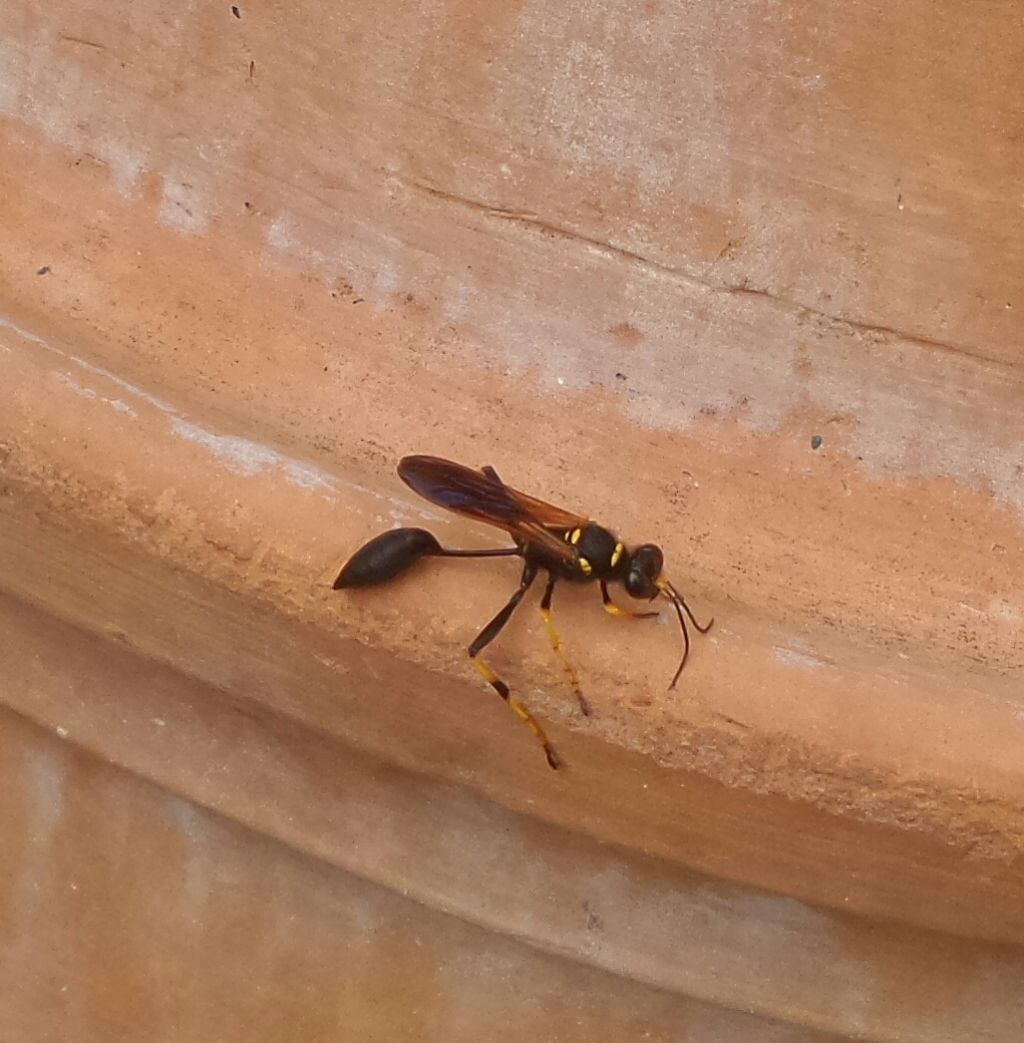 Insetto con addome lungo: Sceliphron caementarium (Sphecidae)