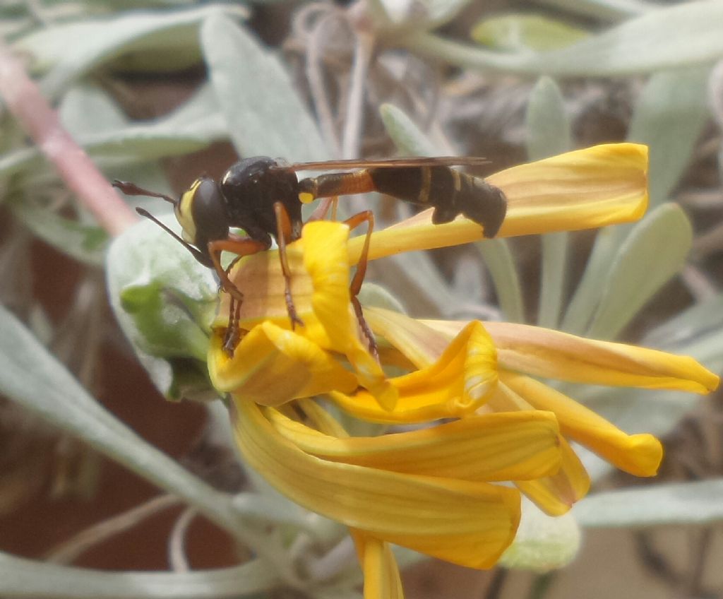 Cos'' ?? Physocephala vittata (Conopidae)