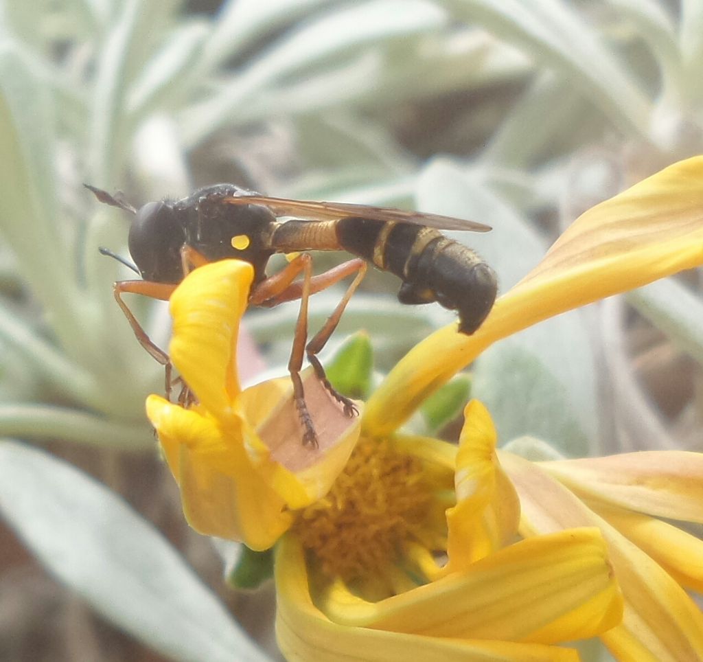 Cos'' ?? Physocephala vittata (Conopidae)