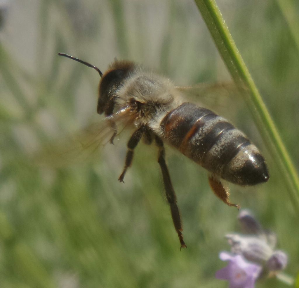 Apis mellifera