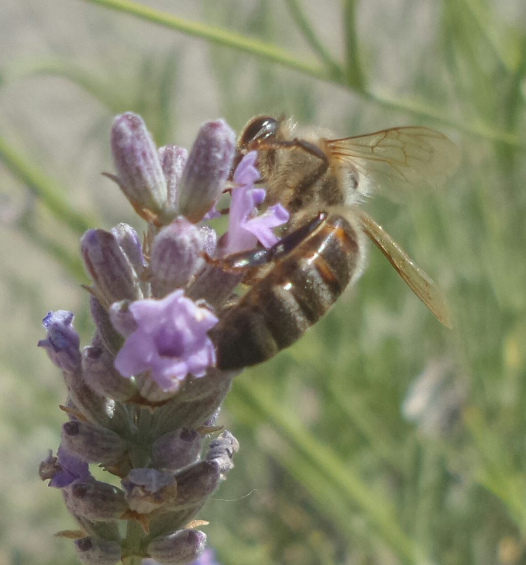 Apis mellifera