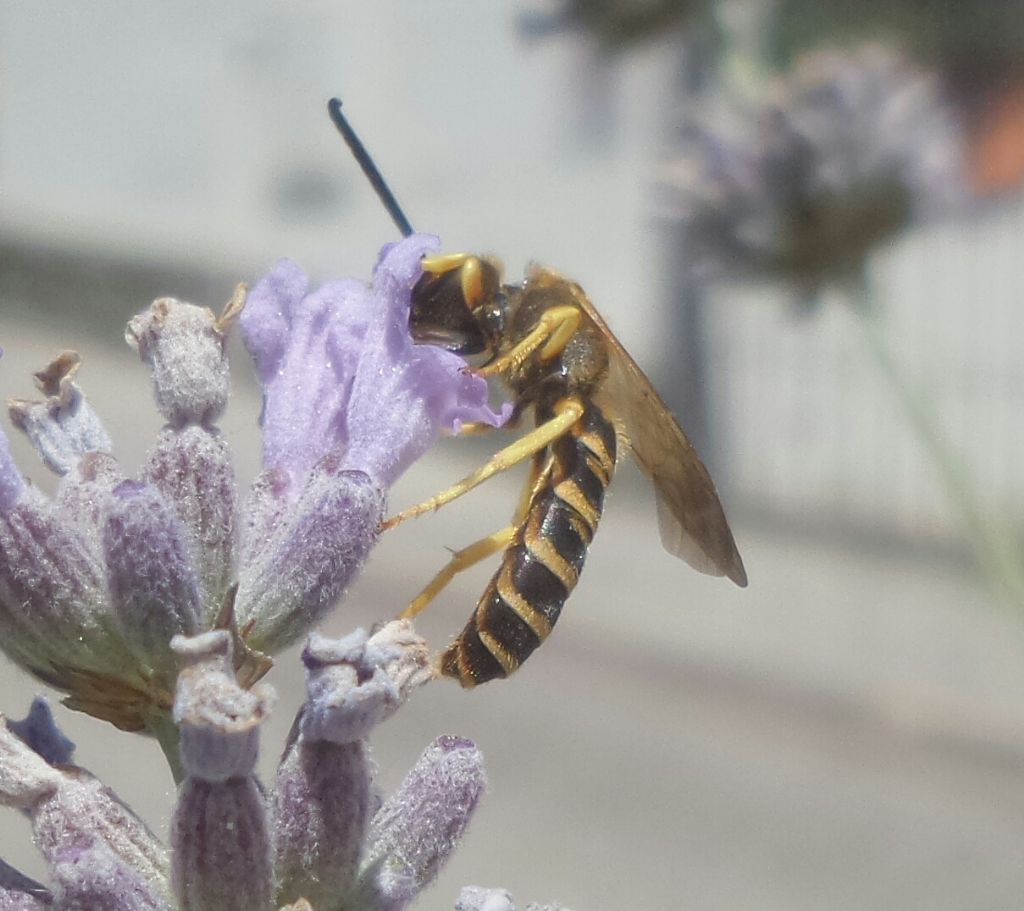 Un Halictus scabiosae??