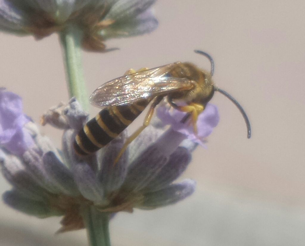 Un Halictus scabiosae??