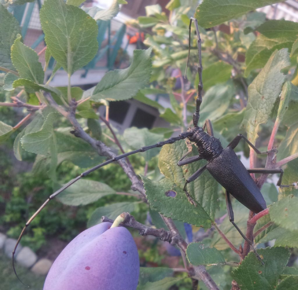 Che coleottero  ?   Cerambyx cerdo, maschio  (Cerambycidae)