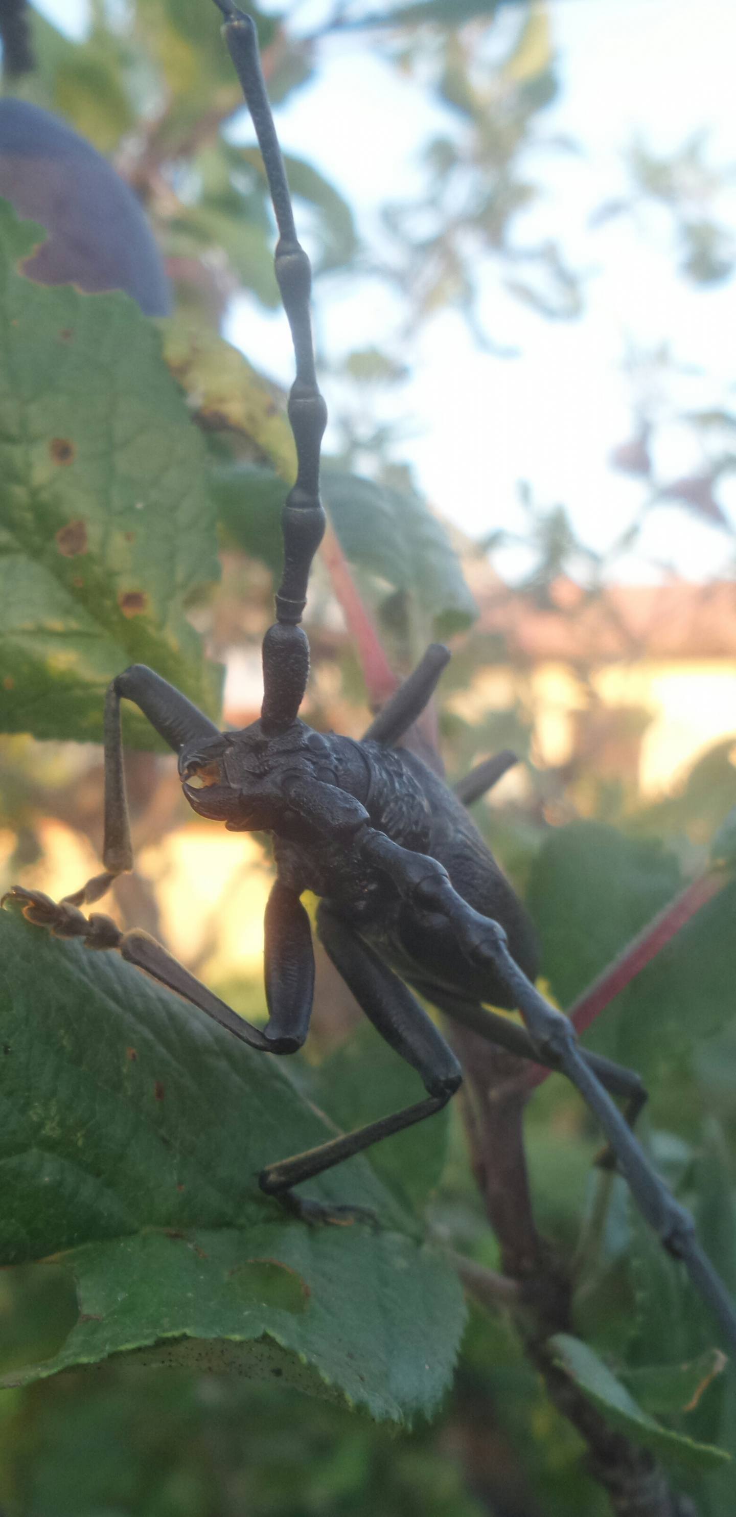 Che coleottero  ?   Cerambyx cerdo, maschio  (Cerambycidae)