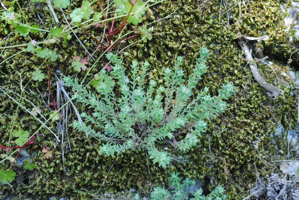 Crassulacea?  S, Sedum hispanicum