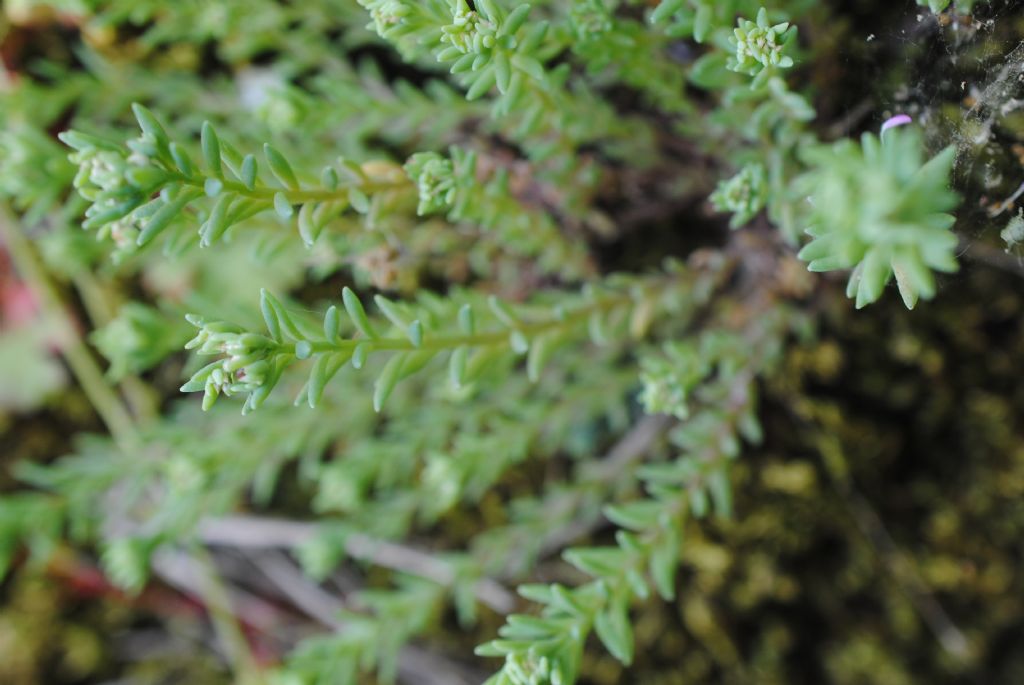 Crassulacea?  S, Sedum hispanicum