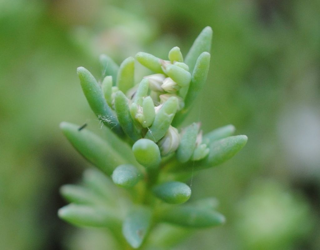 Crassulacea?  S, Sedum hispanicum