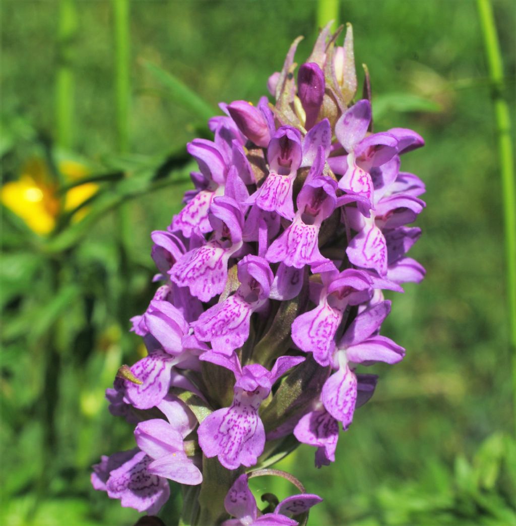 Dactylorhiza incarnata ?