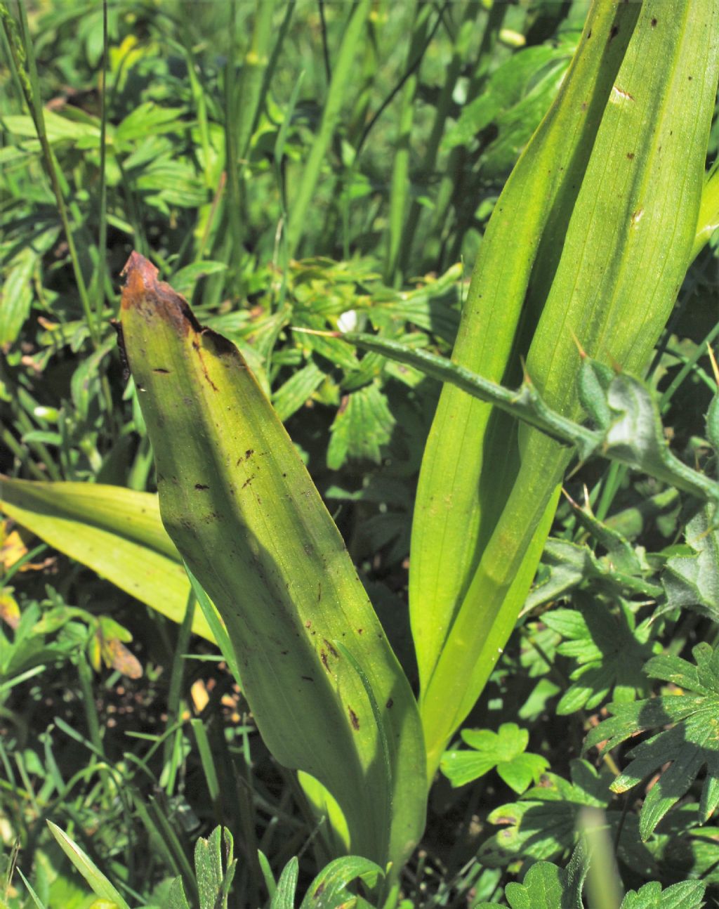 Dactylorhiza incarnata ?