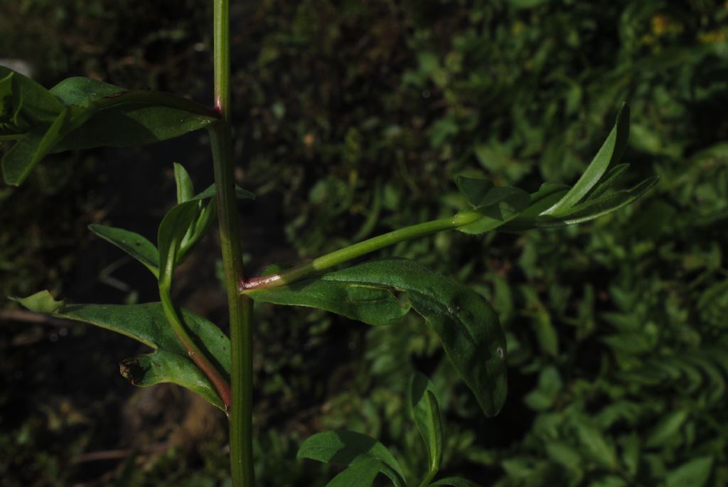 Myosotis scorpioides?  S