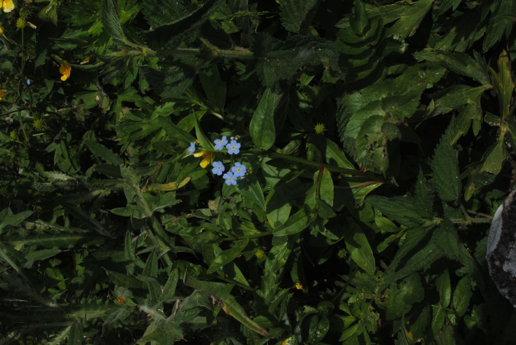 Myosotis scorpioides?  S