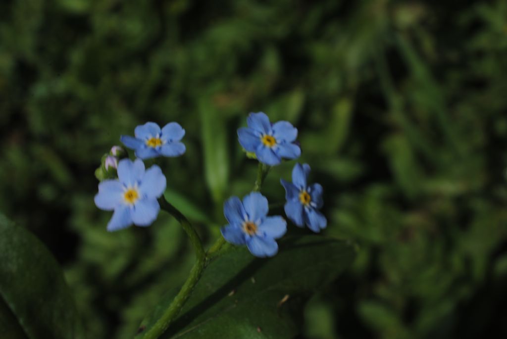 Myosotis scorpioides?  S