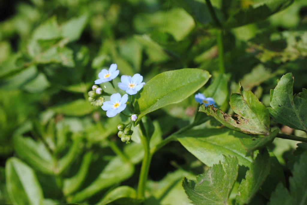 Myosotis scorpioides?  S