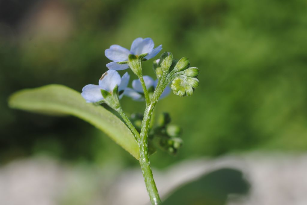 Myosotis scorpioides?  S