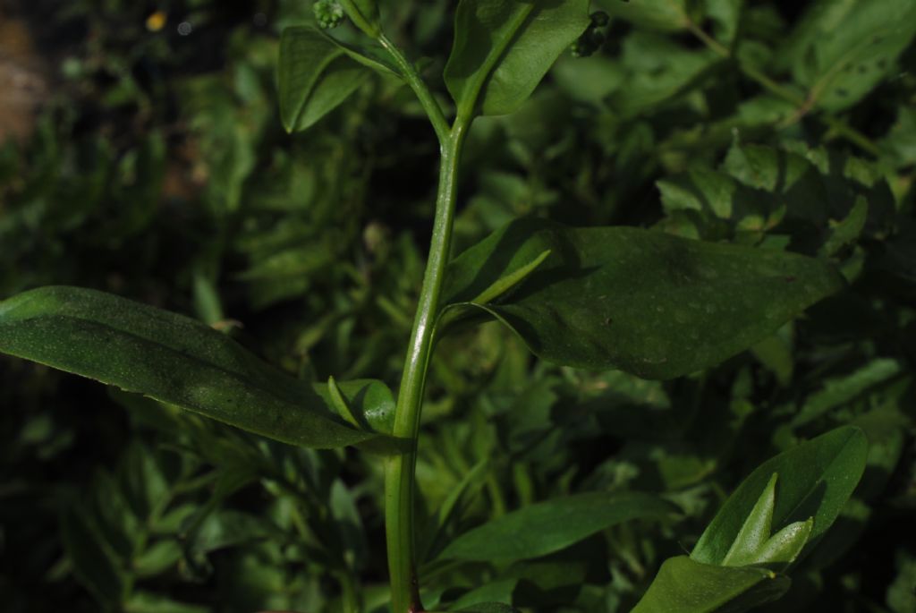 Myosotis scorpioides?  S