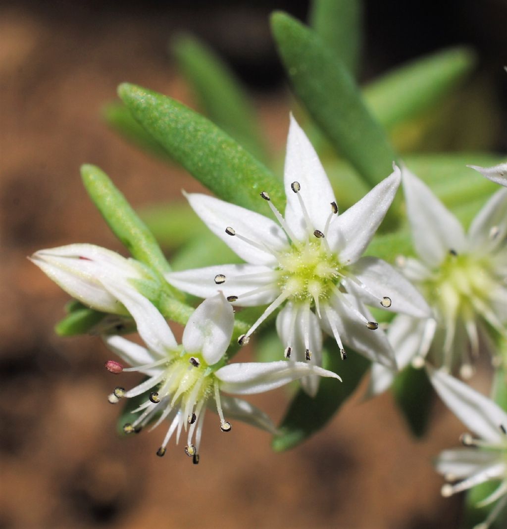 Crassulacea?  S, Sedum hispanicum