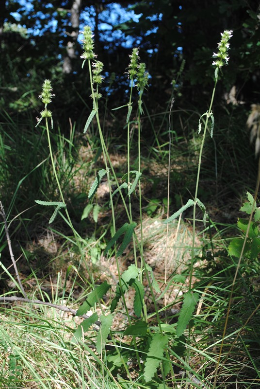 Stachys officinalis