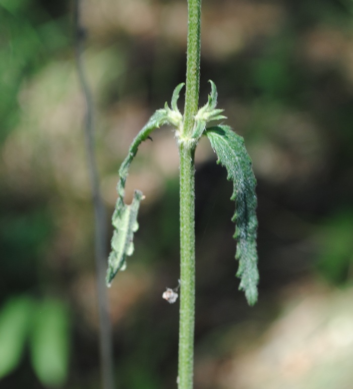 Stachys officinalis