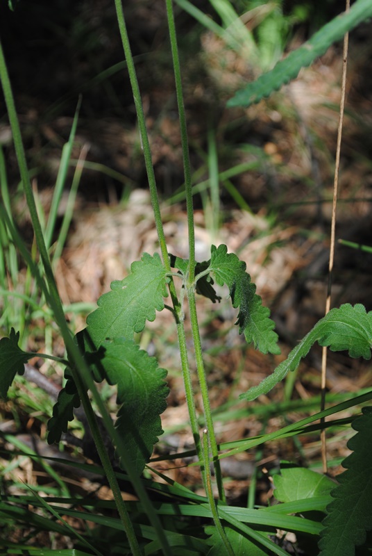 Stachys officinalis