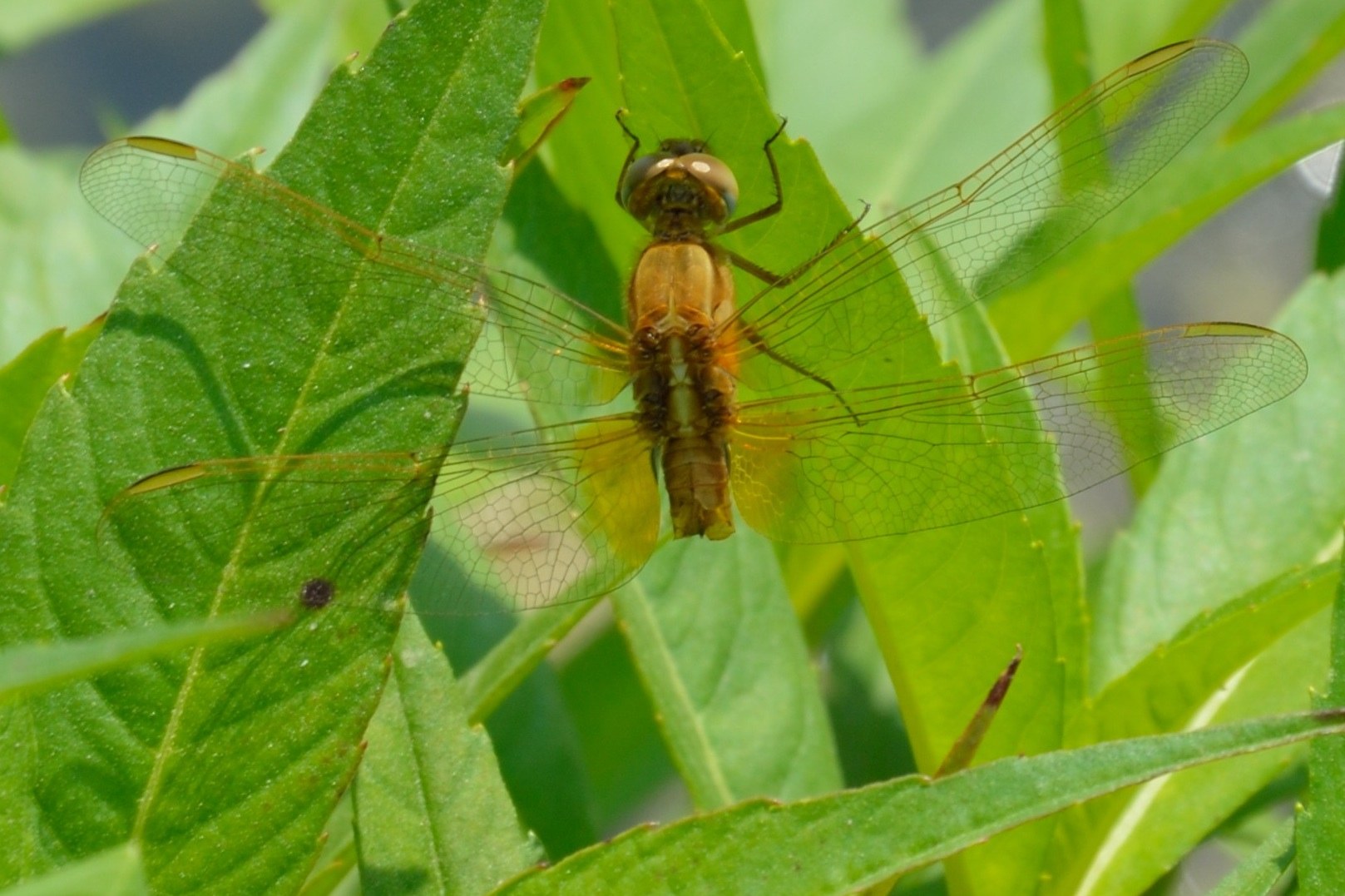 Mezza Crocothemis ma era viva!