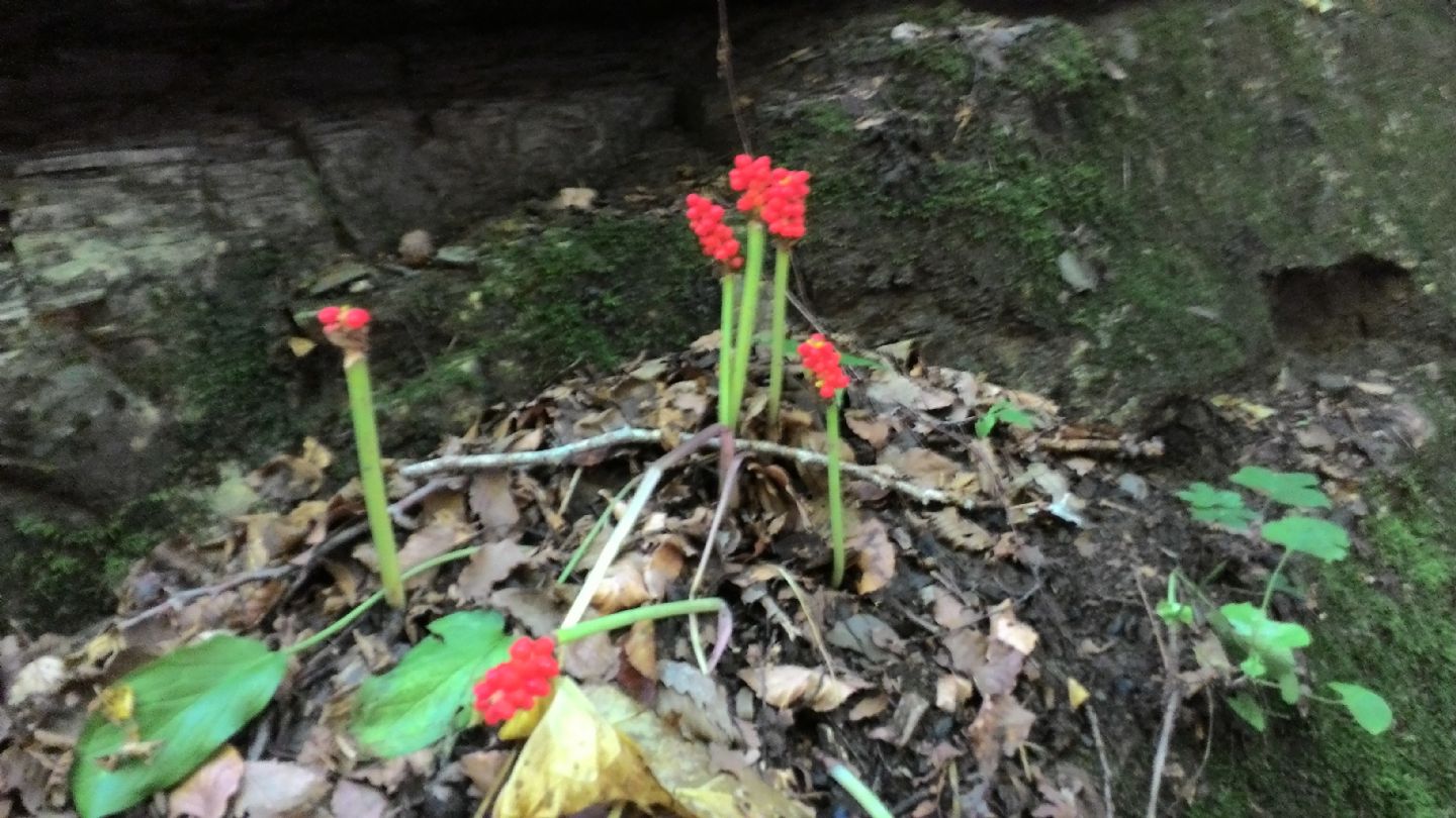 Appennino Ligure - Arum maculatum