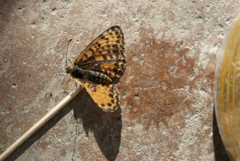 Melitaea didyma con ala rotta: cosa devo dare?