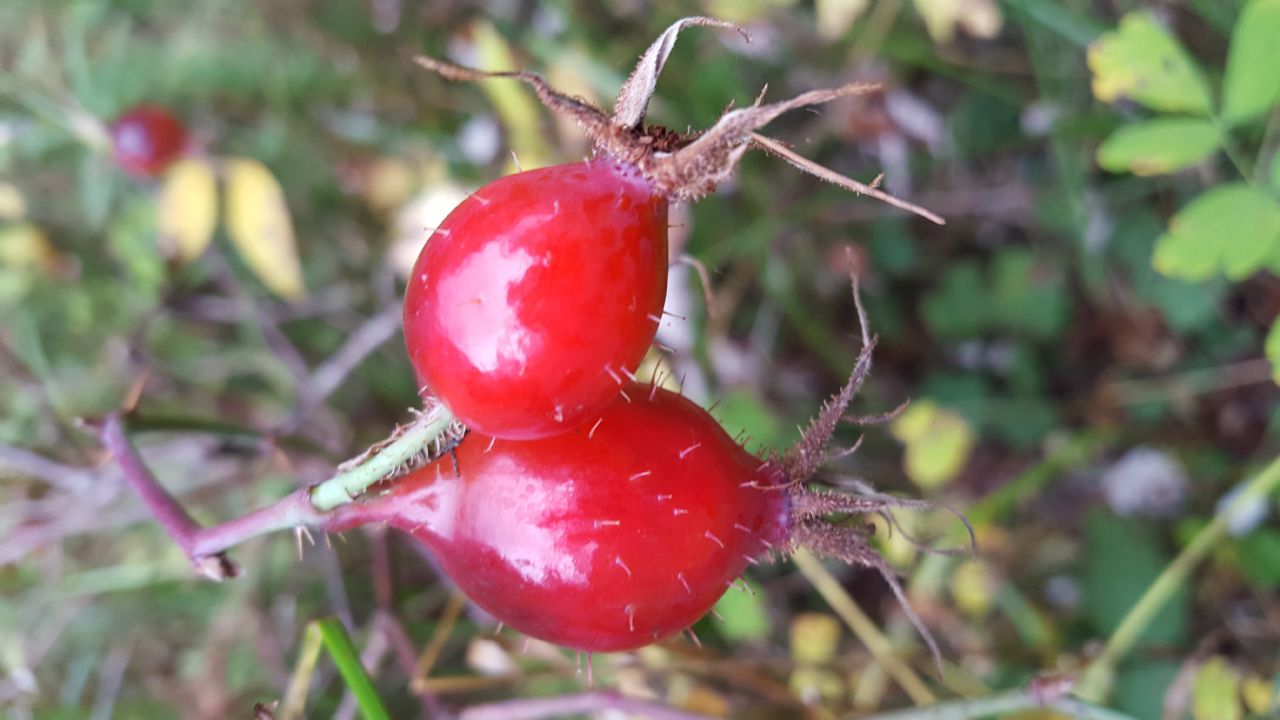 Rosa canina?