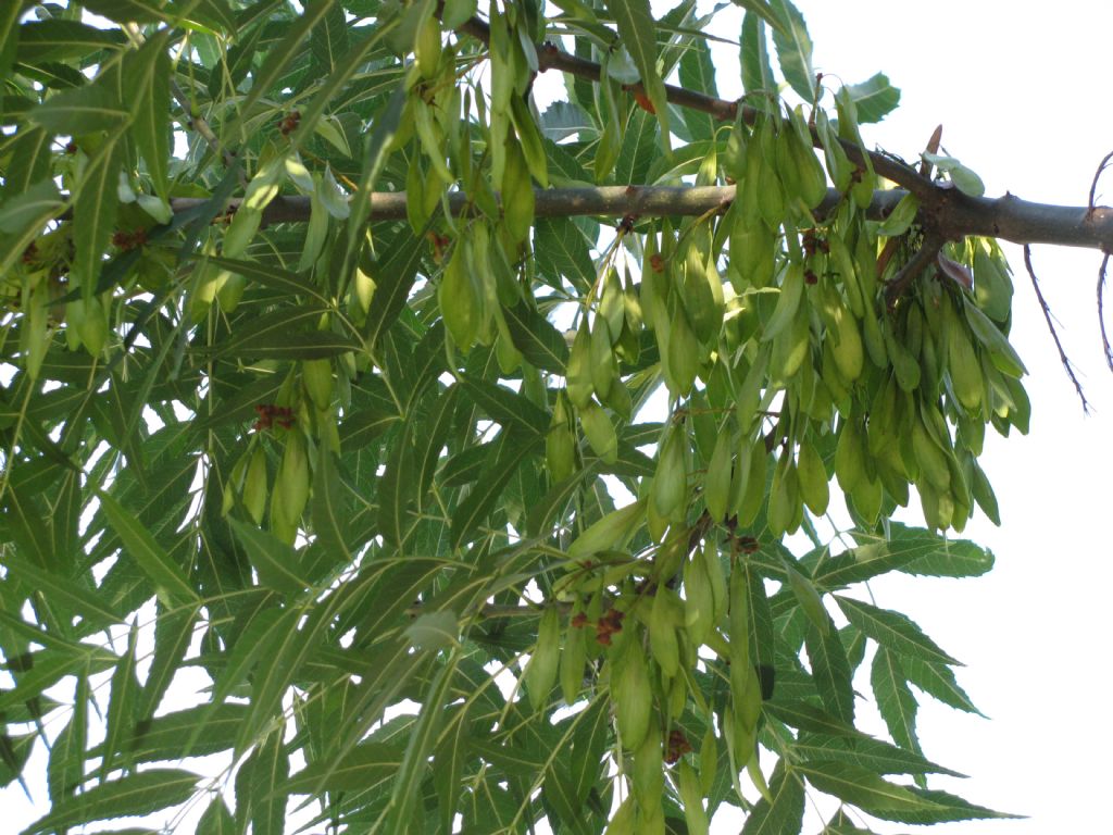 Fraxinus angustifolia?