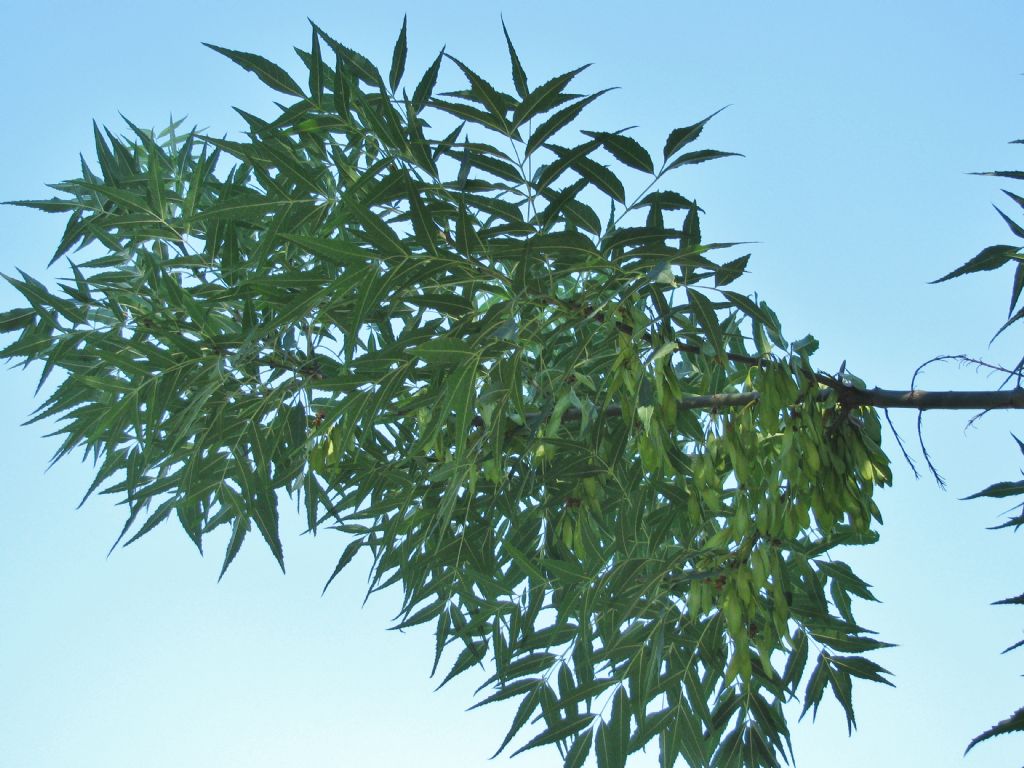 Fraxinus angustifolia?