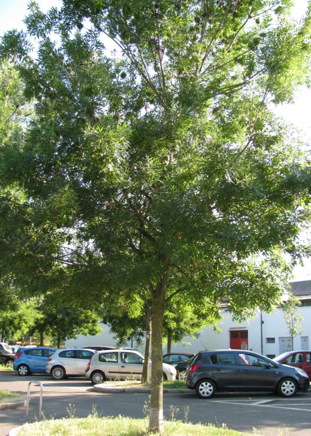 Fraxinus angustifolia?