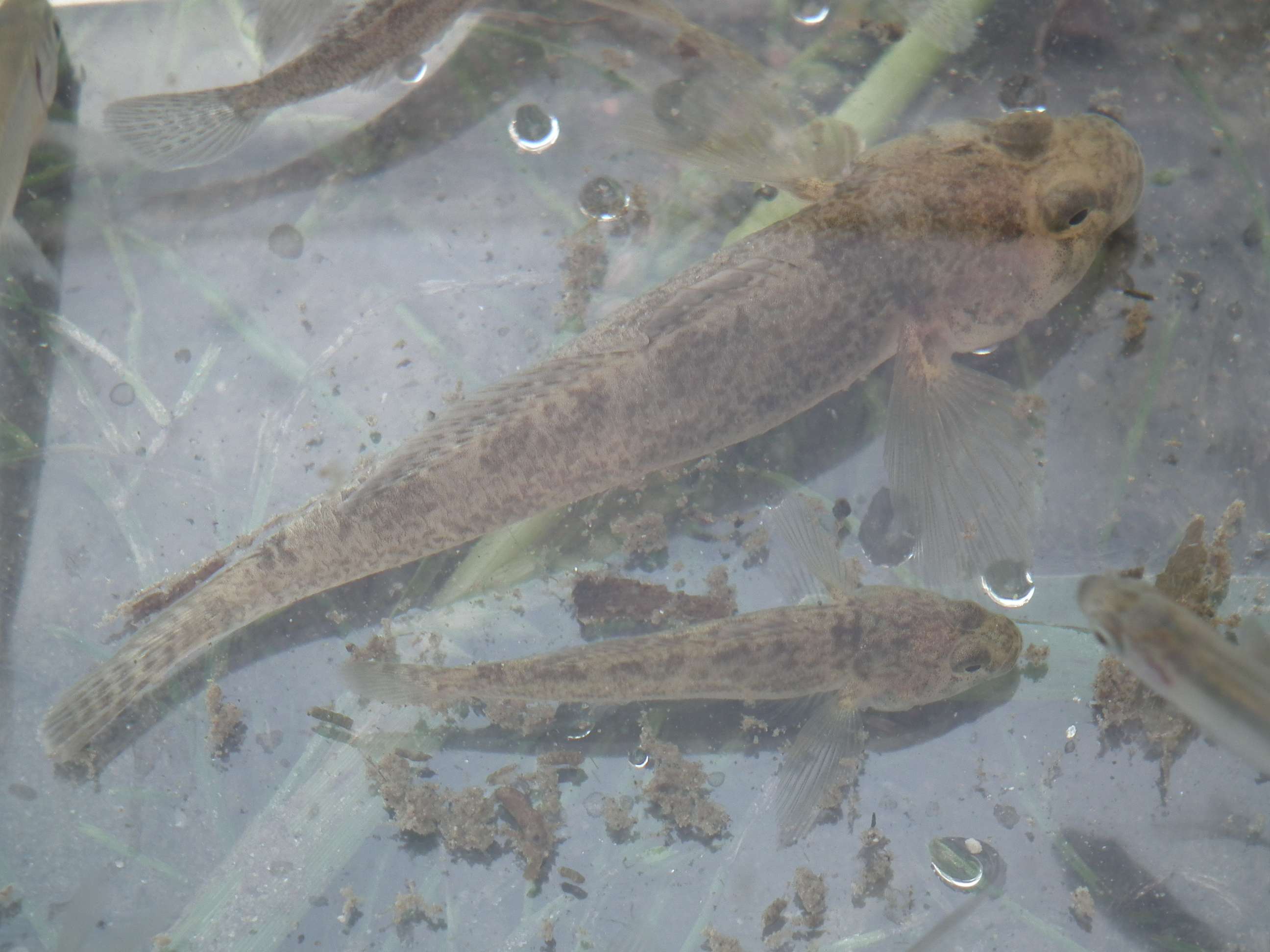 Padogobius bonelli?