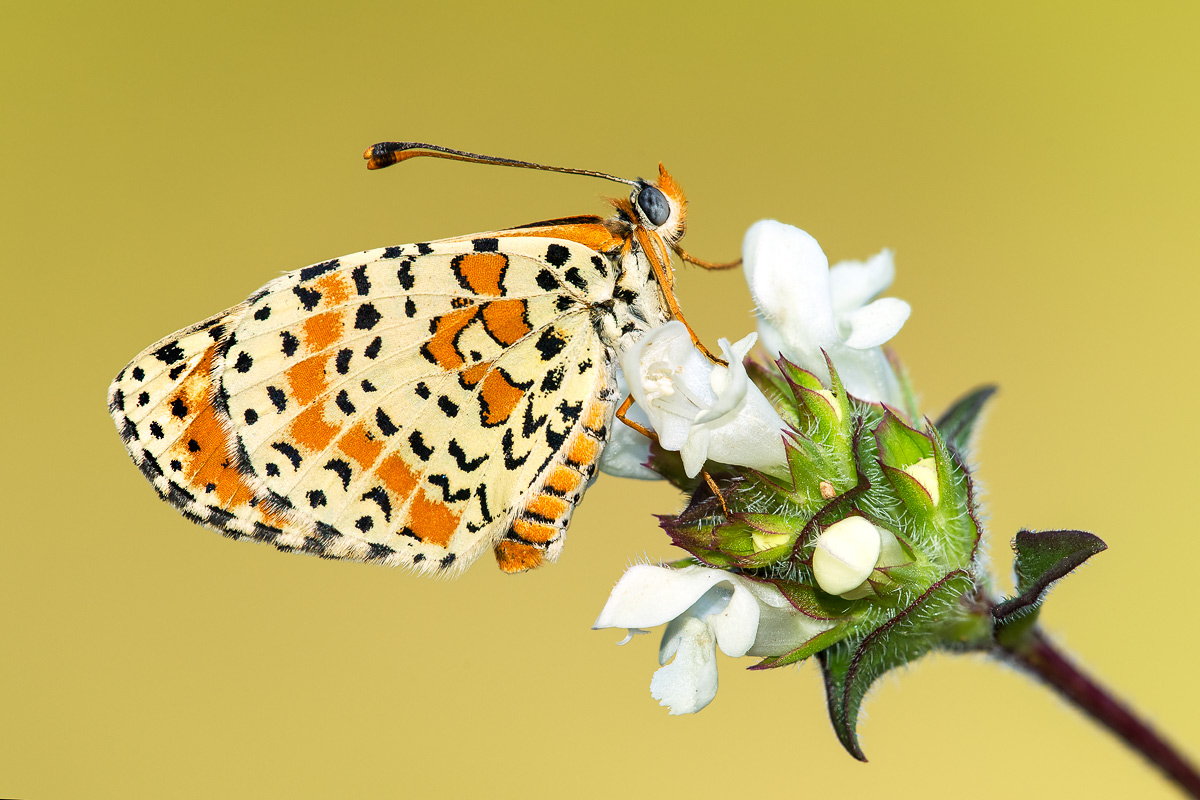 Identificazione farfalla - Melitaea didyma