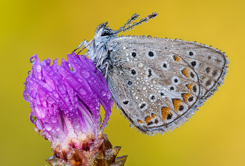 Identificazione farfalla 2