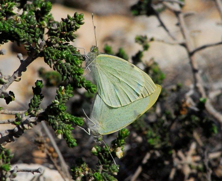 Pieridae:Pieris rapae o mannii ?