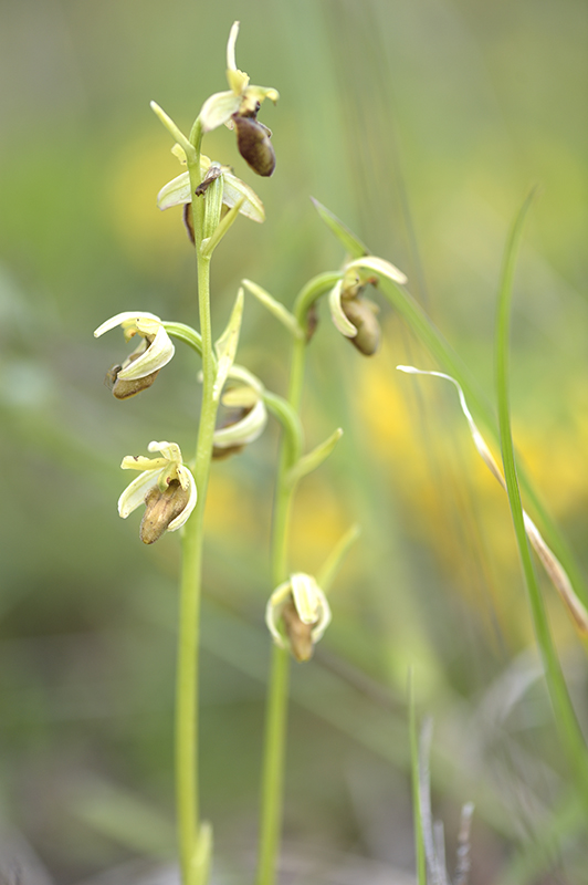 Ophrys fusca??????