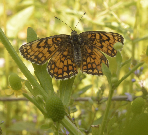 da identificare - Melitaea nevadensis, Nymphalidae