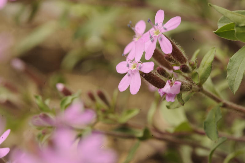 Saponaria ocymoides