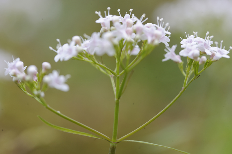 Valeriana sp.