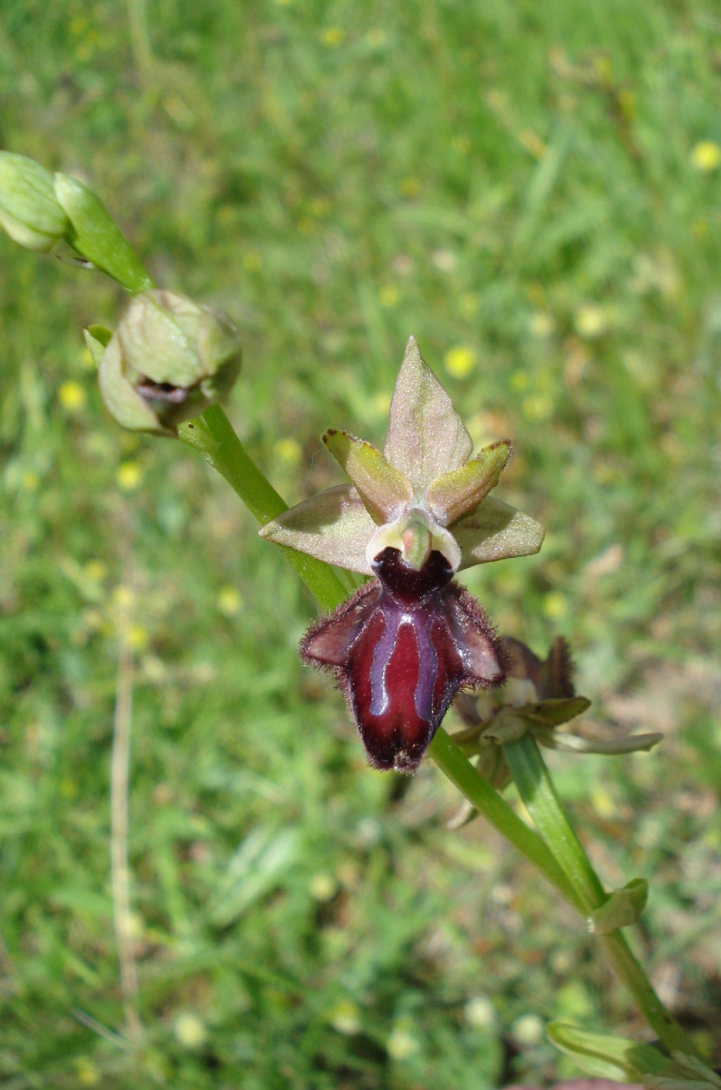 Ophrys incubacea