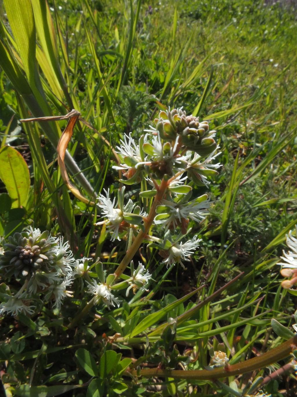 Pianta sconosciuta - Reseda sp.