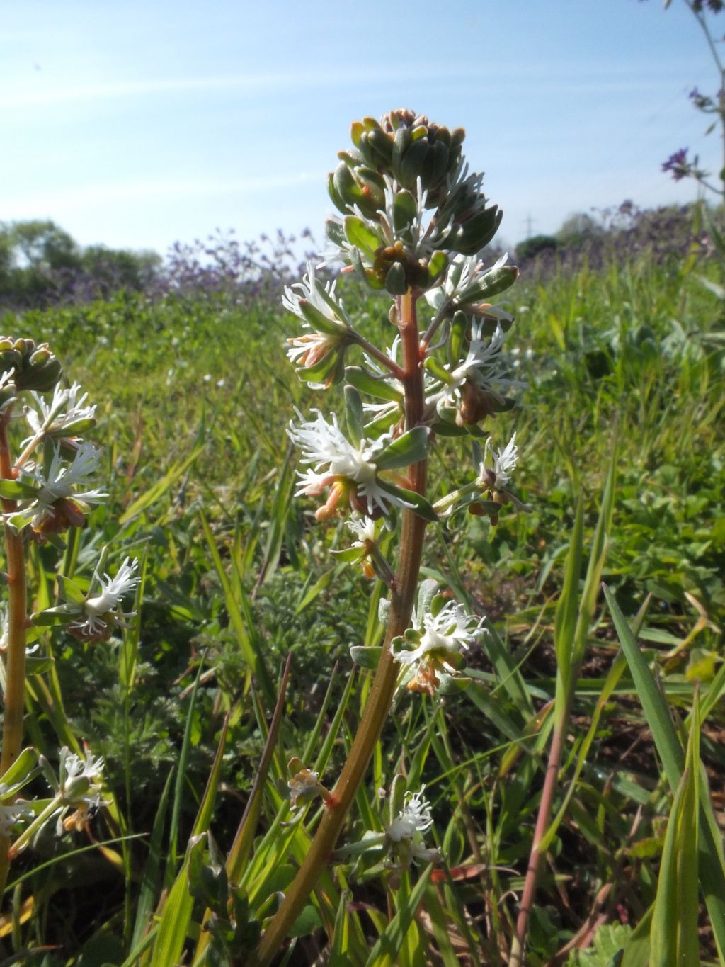 Pianta sconosciuta - Reseda sp.