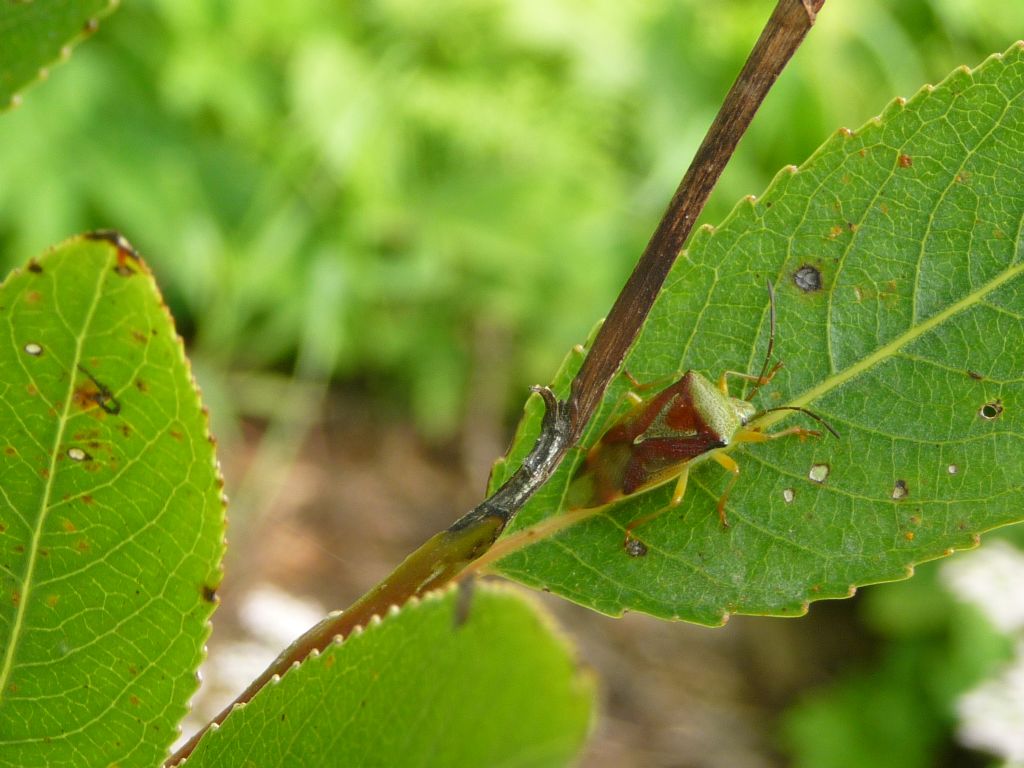 Elasmostethus interstinctus (Acanthosomatidae)