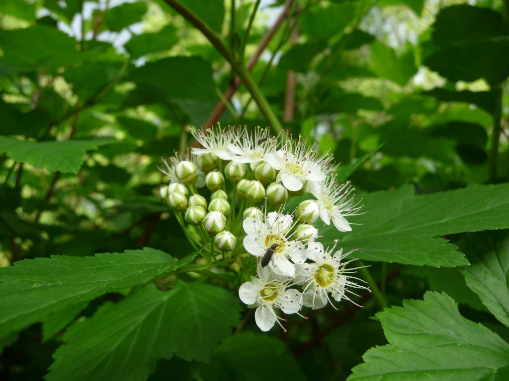 Dasytes sp. (Dasytidae) da San Pietroburgo (Russia)