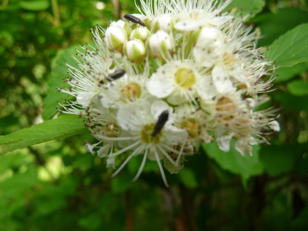 Dasytes sp. (Dasytidae) da San Pietroburgo (Russia)